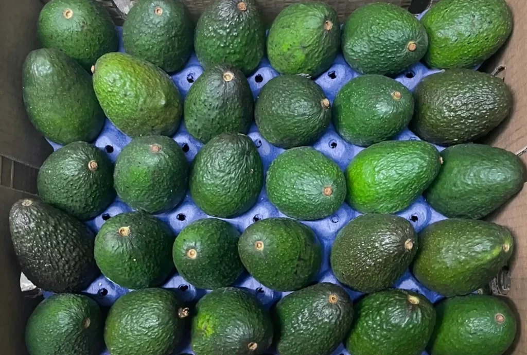 Avocado Supply